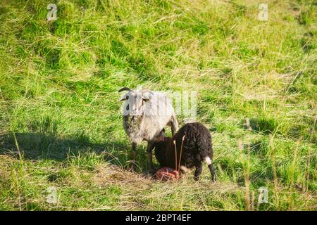 Helle Hausziege mit säugenden schwarzen Jungen auf einer grünen Weide. Stockfoto