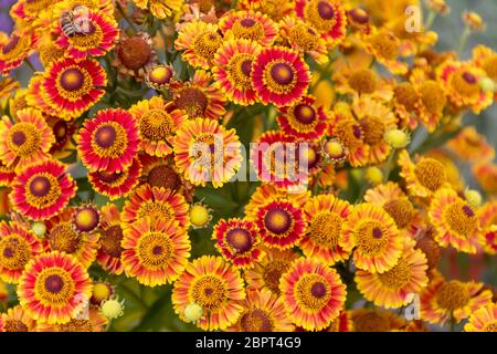 Closeup shot mit vielen bunten Blumen Aster Stockfoto
