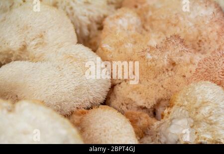 Full Frame Bild zeigt viele Affenkopf Pilze Stockfoto