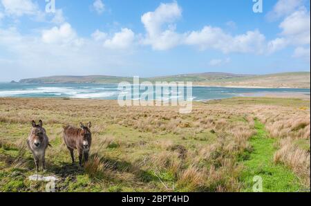 Küstenlandschaft, darunter zwei Esel auf einer Wiese in Irland Stockfoto