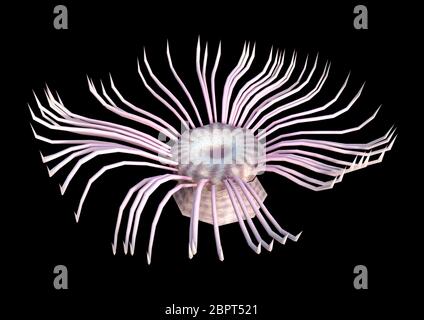 3D-Rendering einer Seeanemone auf schwarzem Hintergrund Stockfoto