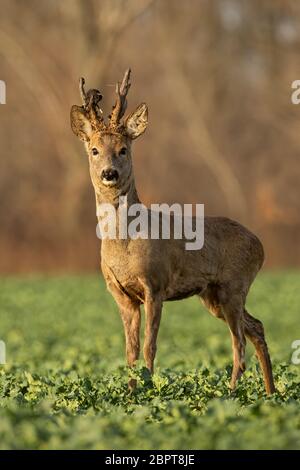 Rehe Hirsch bei Sonnenuntergang mit Winter Fell. Roebuck auf einem Feld mit verschwommenen Hintergrund. Wildes Tier in der Natur. Stockfoto