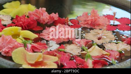 Hibiskusblüte zur Dekoration im okinawa Resort Stockfoto