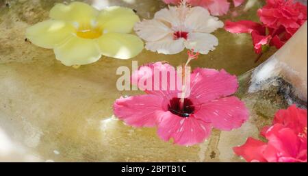 Hibiskusblüte zur Dekoration im okinawa Resort Stockfoto
