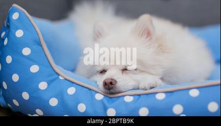 Pommerscher Hund schläft auf dem Bett Stockfoto