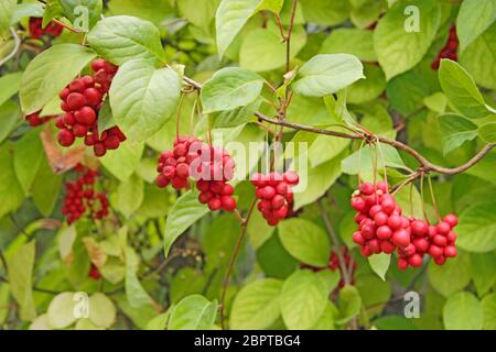 Schisandra hängt an Ästen in Reihe. Cluster von reifen Schizandra. Ernte der nützlichen Pflanze. Rote Schizandra hängen in Reihe auf grünen Zweig. Schizandra Chine Stockfoto