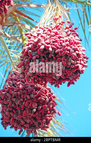 Reife Früchte des Dattebaums hängen am Baum. Datteln hängen an der Baumstruktur. Tropische Früchte. Nahaufnahme Cluster gelb reife Datteln hängen an Dattelpalme. Reif Stockfoto