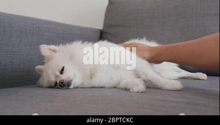 Pommersche Hund schläft auf Sofa mit Besitzer zu Hause Stockfoto