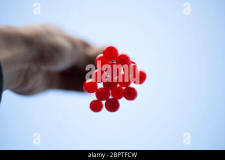 Beeren gegen den Himmel. Die Hand hält einen Haufen Beeren am Ast. Einfache Hintergrund saftige gesunde Früchte. Natürliches Objekt. Roter Geschmack. Stockfoto
