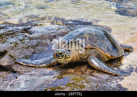 Eineineinleine grüne Meeresschildkröte, die sich an einem Strand auf Maui ausruhen. Stockfoto