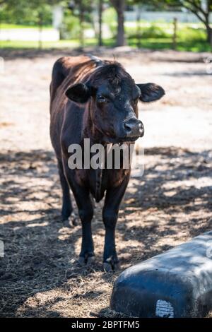 Schwarzer großer Stier auf dem Hof steht still Stockfoto