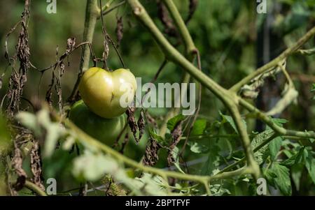 Grüne Tomaten auf dem Baum warten, um rot zu sein Stockfoto