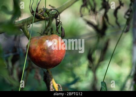 Reife kleine rote Tomate auf dem Bauernbaum Stockfoto