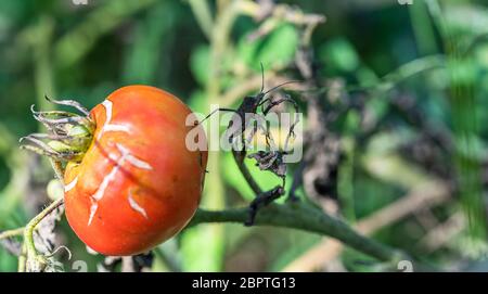 Tomatenfarm in Florida Mai 2020 Stockfoto