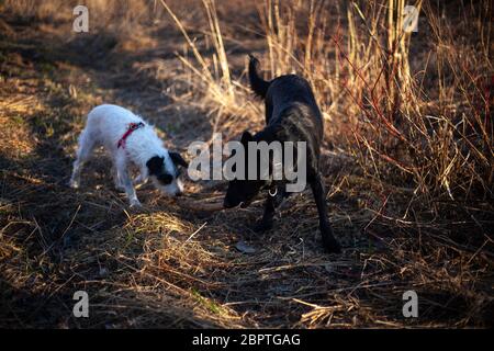 Hund für einen Spaziergang im Wald. Haustiere toben in der Sonne. Weiße und schwarze Hunde im Park. Mobiler Lifestyle. Bekanntschaft mit einem Tier. Stockfoto