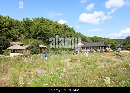 Kosmos Blumen und Vogelscheuchen vor dem koreanischen traditionellen Dorf. Mooseom Folk Village, Youngju, Südkorea Stockfoto