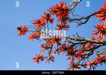 Rote Illawarra Flammenbaum gegen blauen Himmel Stockfoto