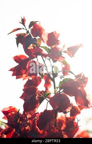 Rote Blumen bei Sonnenuntergang mit verschwommenem Hintergrund Stockfoto