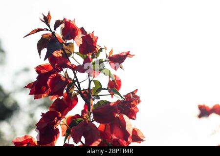 Rote Blumen bei Sonnenuntergang mit verschwommenem Hintergrund Stockfoto