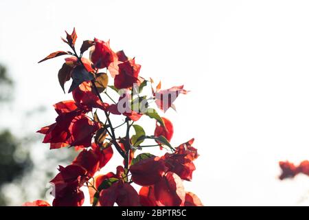 Rote Blumen bei Sonnenuntergang mit verschwommenem Hintergrund Stockfoto