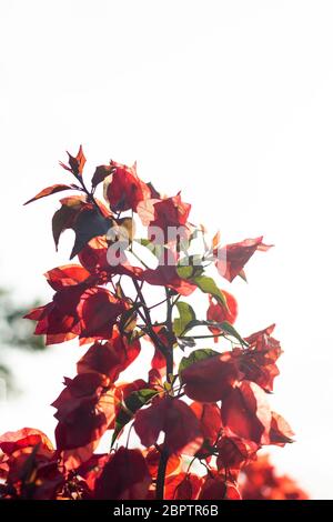 Rote Blumen bei Sonnenuntergang mit verschwommenem Hintergrund Stockfoto