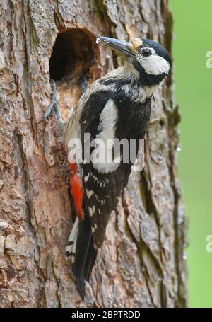 Sieversdorf, Deutschland. Mai 2020. Ein Buntspecht (Dendrocopos major), hier ein Weibchen, erkennbar an dem fehlenden roten Fleck auf dem Hinterkopf, kehrt in einem Baum mit Futter für die Nachkommen in die Bruthöhle zurück. Quelle: Patrick Pleul/dpa-Zentralbild/ZB/dpa/Alamy Live News Stockfoto