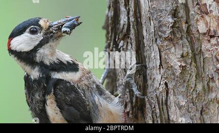 Sieversdorf, Deutschland. Mai 2020. Ein Buntspecht (Dendrocopos major), hier ein Männchen, erkennbar an dem roten Fleck auf seinem Hinterkopf, kehrt in einem Baum mit Futter für seine Jungen in die Bruthöhle zurück. Quelle: Patrick Pleul/dpa-Zentralbild/ZB/dpa/Alamy Live News Stockfoto