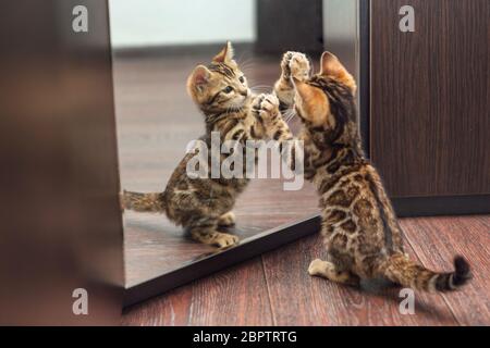 Niedliche neugierige bengalische Kätzchen, die in den Spiegel schauen Stockfoto