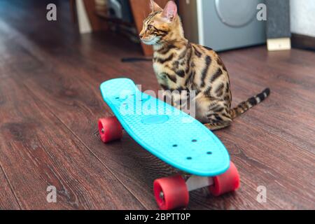 Niedliche bengalen Kätzchen sitzt neben blauen Kunststoff Skateboard Stockfoto