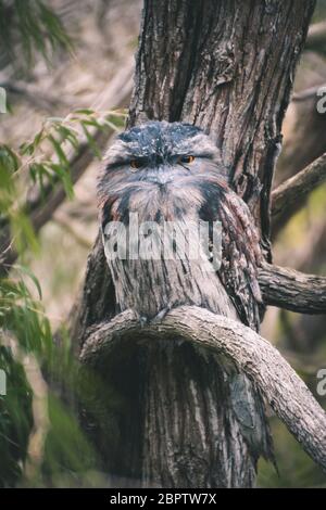 Tawny Frogmouth Owl Nahaufnahme, während er in einem Ast ruhen Stockfoto