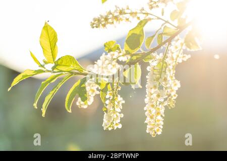 Blühende Vogelkirsche Nahaufnahme in hintergrundbeleuchteten sonnigen Abendlicht. Blick auf einen blühenden süßen Vogel-Kirsche Baum im Frühling Stockfoto