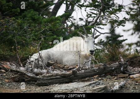 Bergziege, die neben einem Baum im Glacier National Park, Montana, ruht Stockfoto