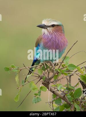 Die Fliederrolle ist ein afrikanischer Vogel der Walzenfamilie Coraciidae. Stockfoto