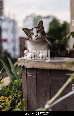 Nahaufnahme eines jungen Katers, der nach oben schaut Stockfoto