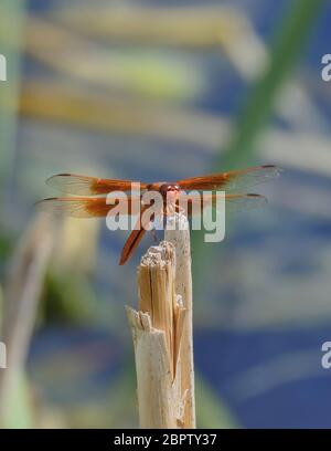 Die Rote Libelle, auch bekannt als Rotvedel oder Nomad, ist technisch bekannt als Sympetrum Fonscolombii und gehört zur Gattung Sympetrum. Stockfoto