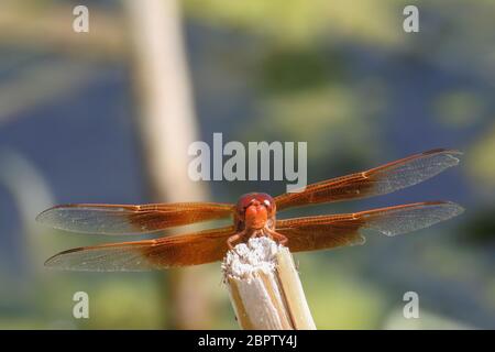 Die Rote Libelle, auch bekannt als Rotvedel oder Nomad, ist technisch bekannt als Sympetrum Fonscolombii und gehört zur Gattung Sympetrum. Stockfoto