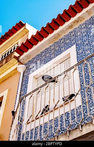 Tauben ruhen auf dem eisernen Balkon eines Hauses, das mit traditionellen Azulejo-Fliesen bedeckt ist, in Aveiro, Portugal. Stockfoto