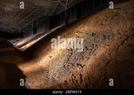 Kunming, China - 17. Mai 2020: Dinosaurierfossilien im Museum des Lufeng Dinosauriertals in Yunnan Stockfoto