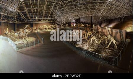 Kunming, China - 17. Mai 2020: Dinosaurierfossilien im Museum des Lufeng Dinosauriertals in Yunnan Stockfoto