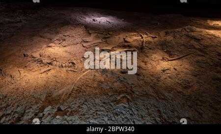 Kunming, China - 17. Mai 2020: Dinosaurierfossilien im Museum des Lufeng Dinosauriertals in Yunnan Stockfoto