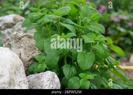 Melissa officinalis oder Zitronenmelisse grüne Blätter im Garten, tagsüber, im Freien Pflanzen kultivieren, essbare Kräuter Stockfoto