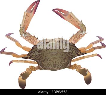 Frische Krabbe auf weißem Hintergrund detaillierte Vektor Stock Vektor