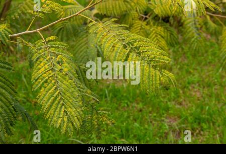 Sequoia sempervirens, Zweige im Sonnenlicht. Kopierraum Stockfoto