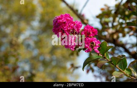 Lagerstroemia indica. Zweig mit lila Blüten im Sonnenlicht Stockfoto