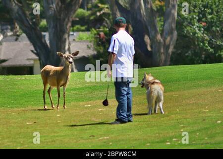 Pacific Grove, Kalifornien, USA. Mai 2020. Golfer bates Deer mit Hund auf Pacific Grove Golf Links Credit: Rory Merry/ZUMA Wire/Alamy Live News Stockfoto
