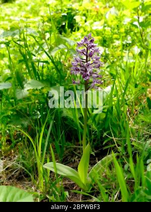 militärische Orchidee, Wildblumen in Deutschland Stockfoto