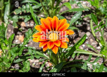 Orange und gelb Gazania Rigens, auch bekannt als African Daisy und Treasure Flower Stockfoto