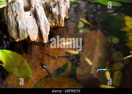 Guppy Fische oder Millionfische und Regenbogenfische schwimmen im Wasser und essen Nahrung und Lotuspflanze in Fisch Tontopf in kleinen Garten in Nonthaburi, Thailand Stockfoto