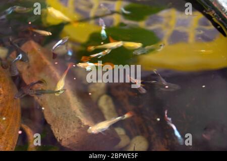 Guppy Fische oder Millionfische und Regenbogenfische schwimmen im Wasser und essen Nahrung und Lotuspflanze in Fisch Tontopf in kleinen Garten in Nonthaburi, Thailand Stockfoto