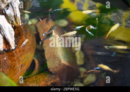 Guppy Fische oder Millionfische und Regenbogenfische schwimmen im Wasser und essen Nahrung und Lotuspflanze in Fisch Tontopf in kleinen Garten in Nonthaburi, Thailand Stockfoto